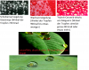 Lotus.png Lotus.png