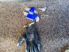 IMG_20200207_162501.jpg