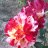 Gartenfreund
